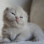 -koty-brytyjskie-morgan_hodowla_kotow_brytyjskich-aisha