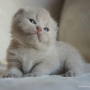-koty-brytyjskie-morgan_hodowla_kotow_brytyjskich-aisha