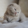-koty-brytyjskie-morgan_hodowla_kotow_brytyjskich-aisha