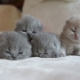 -koty-brytyjskie-morgan_hodowla_kotow_brytyjskich-aisha