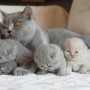 -koty-brytyjskie-morgan_hodowla_kotow_brytyjskich-aisha