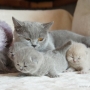 -koty-brytyjskie-morgan_hodowla_kotow_brytyjskich-aisha