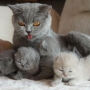 -koty-brytyjskie-morgan_hodowla_kotow_brytyjskich-aisha