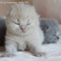 -koty-brytyjskie-morgan_hodowla_kotow_brytyjskich-aisha