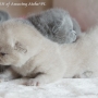 -koty-brytyjskie-morgan_hodowla_kotow_brytyjskich-aisha