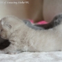 -koty-brytyjskie-morgan_hodowla_kotow_brytyjskich-aisha