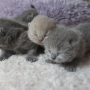 -koty-brytyjskie-morgan_hodowla_kotow_brytyjskich-aisha