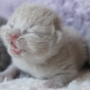 -koty-brytyjskie-morgan_hodowla_kotow_brytyjskich-aisha