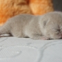-koty-brytyjskie-morgan_hodowla_kotow_brytyjskich-aisha