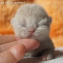 -koty-brytyjskie-morgan_hodowla_kotow_brytyjskich-aisha