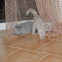 koty-brytyjskie-niebieski McLaren i liliowa Morgan - w nowym domku