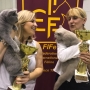 foto: Katarzyna Burzyński FIFE : 28-29.09.2019 Wystawa Austria TULLN - Number ONE Amazing Aisha *PL - Junior Winner :) :) :) 2 x BIS kitten cat III