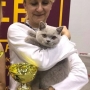 foto: Katarzyna Burzyński FIFE : 28-29.09.2019 Wystawa Austria TULLN - Number ONE Amazing Aisha *PL - Junior Winner :) :) :) 2 x BIS kitten cat III