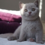 hodowla kotów brytyjskich - kot brytyjski liliowy Number One AmazingAisha*PL - mamy 9,5 tygodnia