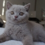 hodowla kotów brytyjskich - kot brytyjski liliowy Number One AmazingAisha*PL - mamy 9,5 tygodnia