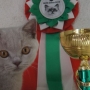 FIFE: Sobota 07.09.2019 Number One Amazing Aisha*PL BIS kitten cat III + BOB Kitten 3