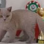 FIFE: Sobota 07.09.2019 Number One Amazing Aisha*PL BIS kitten cat III + BOB Kitten 3