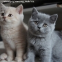 -koty-brytyjskie-nashville_hodowla_kotow_brytyjskich-aisha