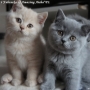 -koty-brytyjskie-nashville_hodowla_kotow_brytyjskich-aisha