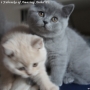 -koty-brytyjskie-nashville_hodowla_kotow_brytyjskich-aisha