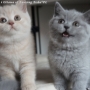 -koty-brytyjskie-nashville_hodowla_kotow_brytyjskich-aisha