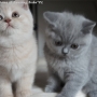 koty-brytyjskie-nashville_hodowla_kotow_brytyjskich-aisha