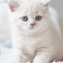 -koty-brytyjskie-nashville_hodowla_kotow_brytyjskich-aisha