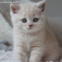 -koty-brytyjskie-nashville_hodowla_kotow_brytyjskich-aisha