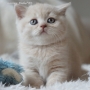 -koty-brytyjskie-nashville_hodowla_kotow_brytyjskich-aisha