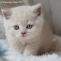 -koty-brytyjskie-nashville_hodowla_kotow_brytyjskich-aisha