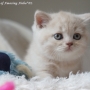 -koty-brytyjskie-nashville_hodowla_kotow_brytyjskich-aisha