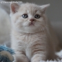 koty-brytyjskie-nashville_hodowla_kotow_brytyjskich-aisha