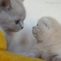 -koty-brytyjskie-nashville_hodowla_kotow_brytyjskich-aisha