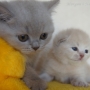 -koty-brytyjskie-nashville_hodowla_kotow_brytyjskich-aisha