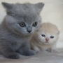 -koty-brytyjskie-nashville_hodowla_kotow_brytyjskich-aisha