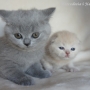 -koty-brytyjskie-nashville_hodowla_kotow_brytyjskich-aisha