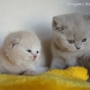 -koty-brytyjskie-nashville_hodowla_kotow_brytyjskich-aisha
