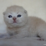 -koty-brytyjskie-nashville_hodowla_kotow_brytyjskich-aisha