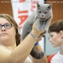 -koty-brytyjskie-nevada - Cats-show-contest-06-2012-Lithuania-Anyksciai