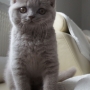 kot brytyjski liliowy - NICO Amazing Aisha*PL