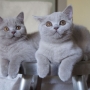 kot brytyjski liliowy - Nico i Maya Amazing Aisha*PL- maluszki pojadą razem do nowego domu
