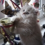 hodowla kotów brytyjskich- OHIO of Amazing Aisha*PL - kot długowłosy