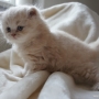 hodowla kotów brytyjskich- OHIO of Amazing Aisha*PL - kot długowłosy