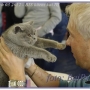Koty brytyjskie Olandia Amazing Aisha*PL- WAŁBRZYCH 03 2012 BIS kitens kat III