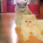 koty-brytyjskie-Ontario i Ohio kocurek długowłosy- British Longhair cats- 04-2013