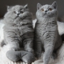 koty-brytyjskie-Ontario kocurek długowłosy- British Longhair cats