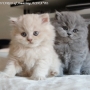 koty-brytyjskie-Ohio i Ontario kocurek długowłosy- British Longhair cats
