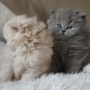 koty-brytyjskie-Ohio i Ontario kocurek długowłosy- British Longhair cats