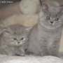 koty-brytyjskie-Ontario i Maclarenek - British Longhair cats