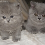 koty-brytyjskie-Ontario kocurek długowłosy- British Longhair cats